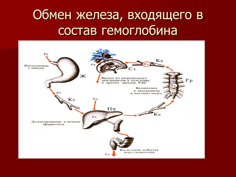 Обмен железа, входящего в состав гемоглобина